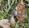 Orthetrum cancellatum